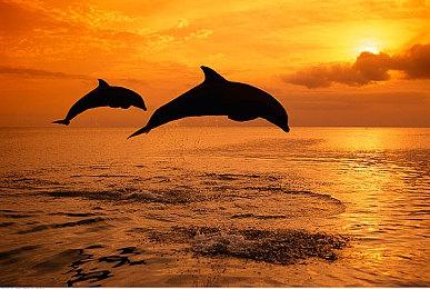 万代S.H.MonsterArts泡狐龙模型 将于明日开订